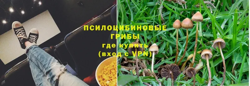 Галлюциногенные грибы Psilocybe  Калининец 